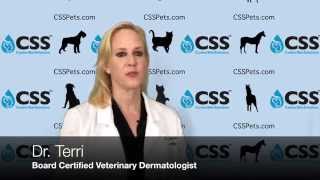 Staph amp Your Dogs Skin Disease [upl. by Anayeek288]