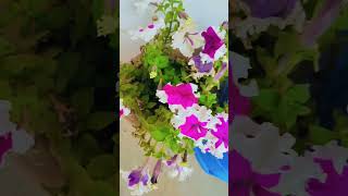 How to keep petunias blooming all summer 🏝️🌞1 sun light 2regular fertilizer 3water 4 pruning [upl. by Ayote]