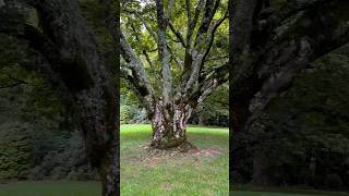 Maybe the largest Red Japanese Maple on the planet Filming more at Hopewood [upl. by Nebe]