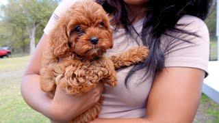 Cuteness Overload first 24 hours with our new cavapoo puppy [upl. by Erik]