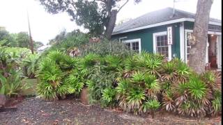 Hedge of Lady Palms  Rhapis excelsa [upl. by Nesyt704]