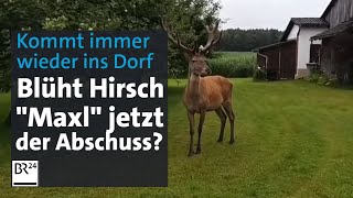 Steter DorfBesucher mit Geweih Blüht Hirsch Maxl der Abschuss  Abendschau  BR24 [upl. by Neivad]