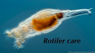 Rotifer care  clownfish rearing ep1 [upl. by Rodi]