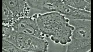 CHO Cells Dividing  Observing Mitosis Rate My Science [upl. by Elyrad]