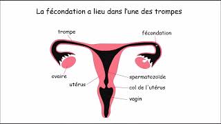 Fécondation et Nidation [upl. by Wyly]