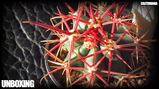 Small Ferocactus Unboxing [upl. by Rovaert118]