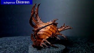 GklinShells  Muricidae genus Chicoreus [upl. by Llenahs]