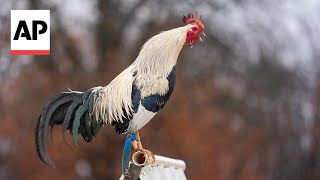 Cockfighting draws worries in Oklahoma [upl. by Atteloj878]