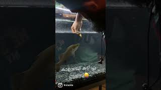 Barramundi feeding  barra aquarium [upl. by Adnaluoy391]