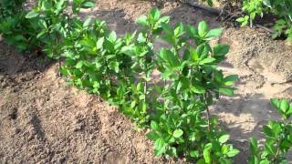 Aronia Berry Plants  DiMeos Aronia Berry Plants Nursery [upl. by Avis]