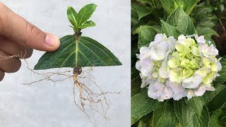 Propagate a hydrangea with an upside down leaf [upl. by Malachy]