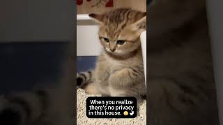 When you realize theres no privacy in this house 🙄🚽 cat pets funnypets shorts viral [upl. by Ahsii]