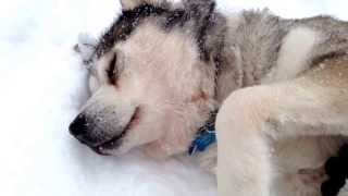 Malamute sleeping in snow [upl. by Ardaed102]