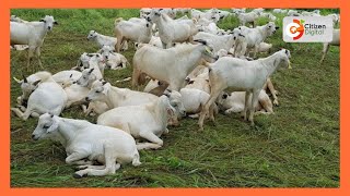 Kenyas Gold  Breeding Galla Goats  Gold Feature Part 2 [upl. by Akem878]