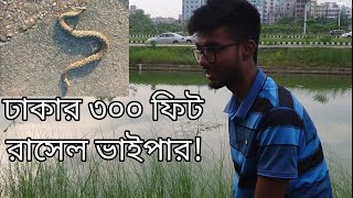 রাসেলস ভাইপার নাকি ঢাকার ৩০০ ফিটে১০০ গুজব। Rasel viperRasels vi par sapNsr Sagor [upl. by Ittam]