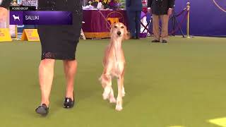 Salukis  Breed Judging 2024 [upl. by Aldric219]