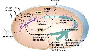 Microbiology of Microbial Metabolism [upl. by Acul]