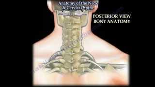 Anatomy Of The Neck amp Cervical Spine  Everything You Need To Know  Dr Nabil Ebraheim [upl. by Dlareme]