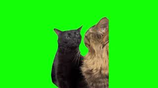 Green Screen Black Cat Zoning Out Meme [upl. by Idnic]