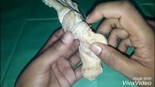 Articulated skeleton of foot bangla demo [upl. by Osher]