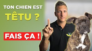 Comment éduquer un chien têtu  les 6 ordres fondamentaux [upl. by Nyvlem]