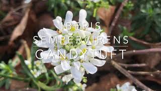 How to Grow Evergreen Candytuft  Iberis sempervirens [upl. by Rheta259]