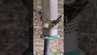 Siskins Bucklers Hard New Forest Hampshire UK 050824 [upl. by Ajit748]