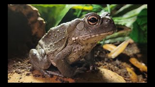 Sonoran Desert Toad Care [upl. by Nojram]