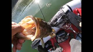 Pesca ao Achigã na Barragem da Aguieira  Largemouth bass fishing at the Aguieira Dam [upl. by Prud]