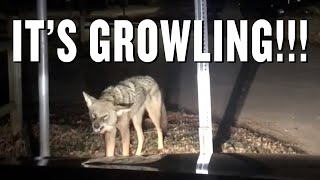 A rabid coyote attacked my car with two of my daughters inside [upl. by Leinahtam]