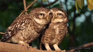 Spotted Owlet Pair Is it love [upl. by Ttihw]