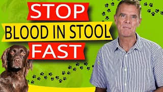 How to Stop Blood In Your Dogs Stool Best Proven Remedy [upl. by Sonja]