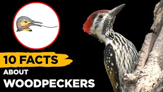 10 Fascinating Facts About Woodpeckers That Will Blow Your Mind [upl. by Bailey]