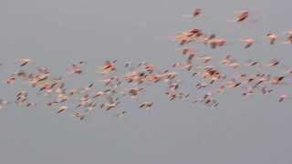 Hundreds of Flamingos in Flight at Bhigwan [upl. by Burlie615]