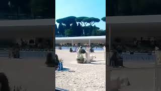 Epic fall at the horse races 🇮🇹 horse travel italy [upl. by Virendra]