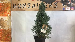 Picea Glauca Sander’s Blue BONSAI [upl. by Kristyn]