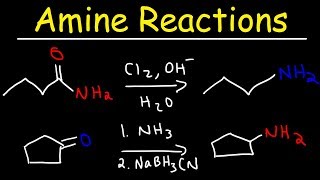 Amine Synthesis Reactions [upl. by Loseff]