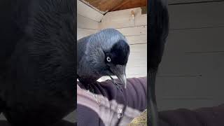 Cute pet jackdaw bird love training birdwatching birds crow raven happy animals india uk [upl. by Anej]