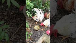 砂を食べるにわとり Roosters eating sand チャボ ペット ニワトリ backyardchickens [upl. by Seaman947]