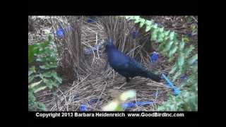 Satin Bower Bird  Training Potential [upl. by Assital]