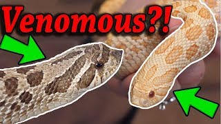 Are Hognose Snakes Venomous [upl. by Eitsirk]