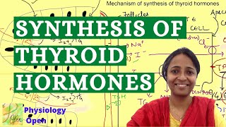 Thyroid hormone synthesis physiology  Endocrine system physiology mbbs 1st year lecture [upl. by Gabler]