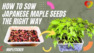 How to sow Japanese maple seeds the right way [upl. by Ahtekahs]