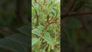 Silky indigoIndigofera astragalina I hirsuta FabaceaeUsed for Skin DiseaseHaverikarnataka [upl. by Capwell839]