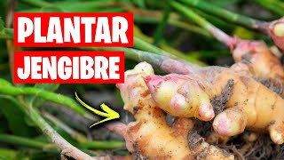 ¡Como Plantar JENGIBRE en MACETAS de Casa Trucos para su Cultivo y Cuidados  La Huerta de Ivan [upl. by Kelci]