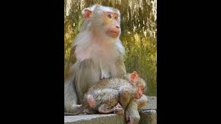 Rainbow Dawn Pongo Leo Jovi short trending Viral baby Cute Monkey Baby Monkey [upl. by Nitsud]