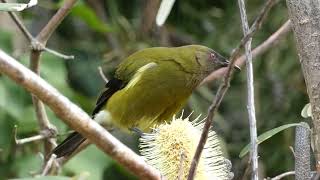 New Zealand bellbird tui [upl. by Retlaw]