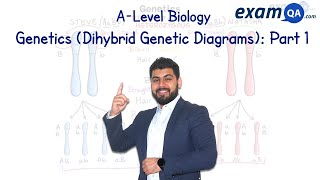 Genetics Dihybrid Genetic Diagrams Part 1  ALevel Biology [upl. by Millian]