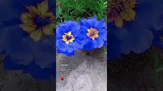 Portulaca Wild Flower nature walking viral shorts garden healthylifestyle flowers beautiful [upl. by Ecyla]