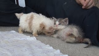 Cutest Rescue Puppy and Kitten Are Best Friends [upl. by Aihcropal]